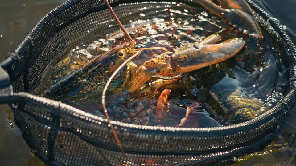 Nutashkuan Chuck's journey Chuck and the First People's kitchen